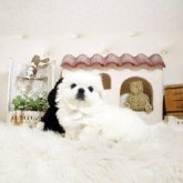 ペキニーズ
