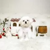 マルチーズ