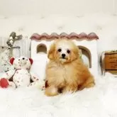 トイプードル(トイ)
