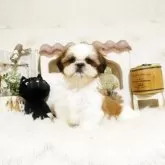シーズー