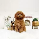 トイプードル(トイ)