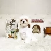 マルチーズ