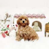 トイプードル(トイ)