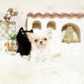 チワワ(ロング)