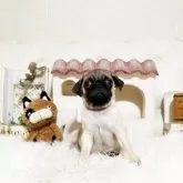 パグ