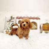 トイプードル(トイ)