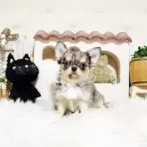 チワワ(ロング)