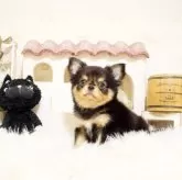 チワワ(ロング)【佐賀県・男の子・2024年11月8日・ブラックタン】の写真1