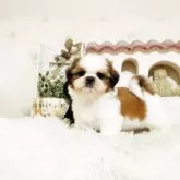 シーズー