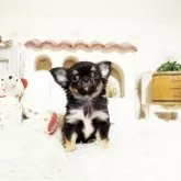 チワワ(ロング)