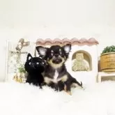 チワワ(ロング)