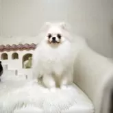 ポメラニアン