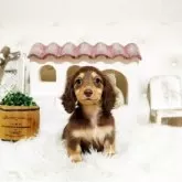 ミニチュアダックスフンド(ロング)【佐賀県・女の子・2025年7月7日・チョコタン】の写真1