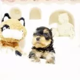 ヨークシャーテリア【佐賀県・男の子・2024年12月22日・スティールブルー&タン】の写真1