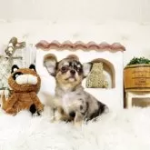 チワワ(ロング)