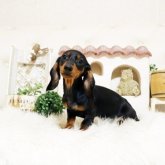 ミニチュアダックスフンド(スムース)