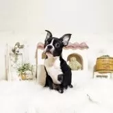 ボストンテリア