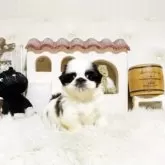 シーズー