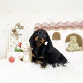 ミニチュアダックスフンド(スムース)