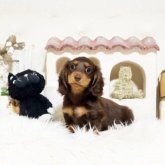 ミニチュアダックスフンド(ロング)