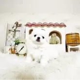 ペキニーズ
