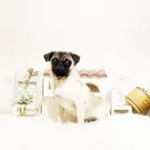 パグ【佐賀県・男の子・2025年6月15日・フォーン】の写真2