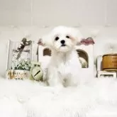 マルチーズ【佐賀県・男の子・2025年6月11日・ホワイト】の写真2