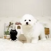 ビションフリーゼ【佐賀県・男の子・2024年12月25日・ホワイト】の写真3