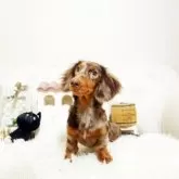 ミニチュアダックスフンド(ロング)【佐賀県・男の子・2025年5月11日・チョコダップル】の写真3