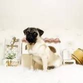 パグ【佐賀県・男の子・2025年6月15日・フォーン】の写真3