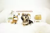 ミニチュアダックスフンド(スムース)【佐賀県・女の子・2025年1月2日・シルバー&イエローダップル】の写真3