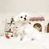 マルチーズ【佐賀県・女の子・2025年6月11日・ホワイト】の写真3