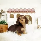 ミニチュアダックスフンド(ロング)【佐賀県・女の子・2025年7月7日・チョコタン】の写真4