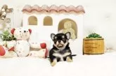 チワワ(ロング)【佐賀県・女の子・2025年5月12日・ブラックタン】の写真4