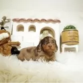 ミニチュアダックスフンド(ロング)【佐賀県・男の子・2025年5月11日・チョコダップル】の写真4