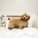 トイプードル(トイ)【佐賀県・男の子・2025年6月23日・アプリコット】の写真4