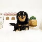 チワワ(ロング)【佐賀県・男の子・2025年5月1日・ブラックタン】の写真4