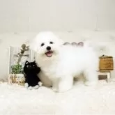 ビションフリーゼ【佐賀県・男の子・2024年12月25日・ホワイト】の写真5