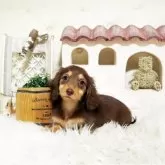 ミニチュアダックスフンド(ロング)【佐賀県・女の子・2025年7月7日・チョコタン】の写真5