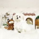 マルプー(トイプードル×マルチーズ)【佐賀県・男の子・2025年8月19日・ホワイト】の写真4