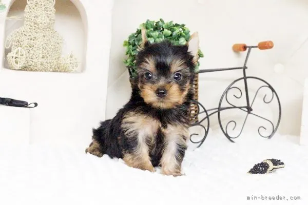 ID：1604-00987の子犬