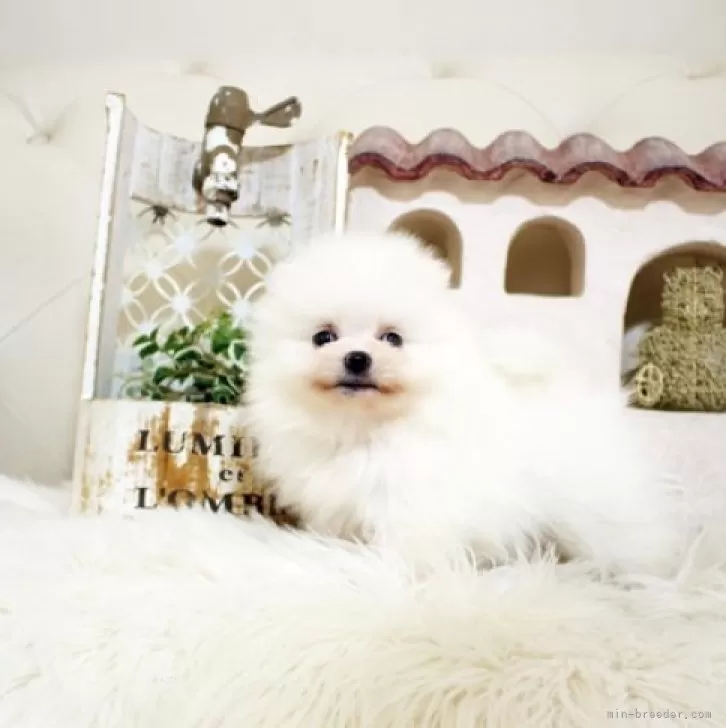 U 様のお迎えした子犬