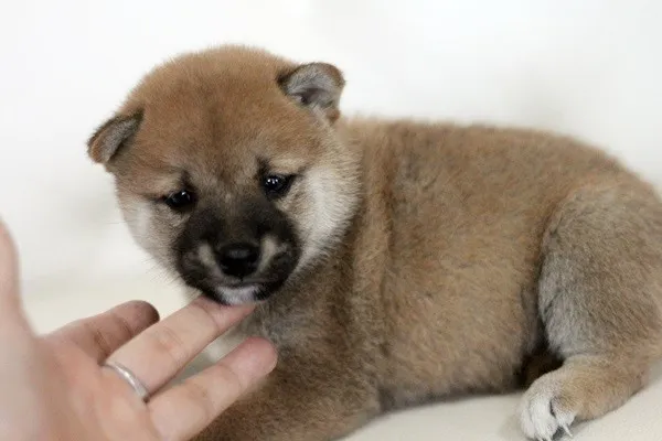 ID：1404-00773の子犬