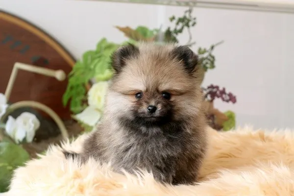 ID：1401-01195の子犬