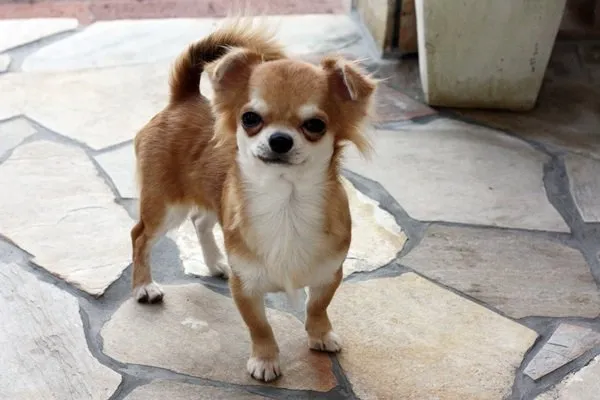 ID：1502-00672の子犬