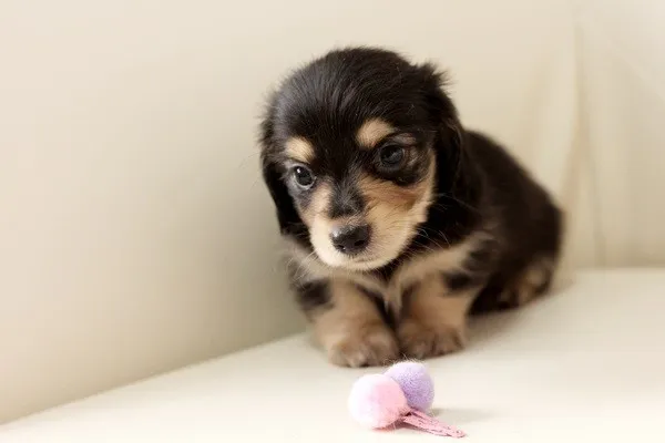 ID：1405-01148の子犬