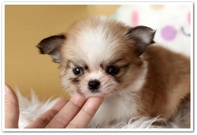 ID：1310-00674の子犬