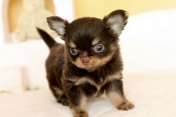 ID：1401-01005の子犬