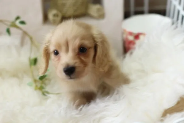 ID：1311-00261の子犬
