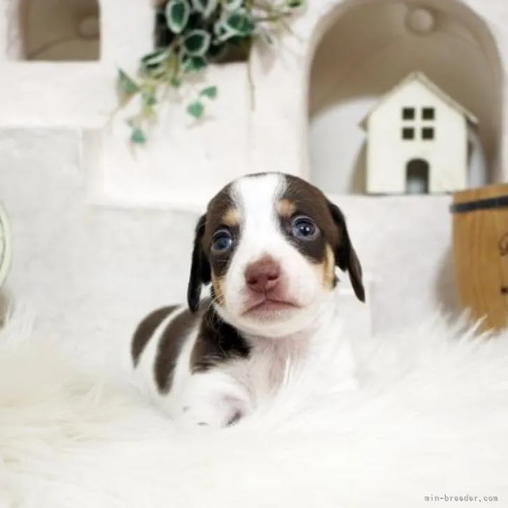 ID：2207-00034の子犬